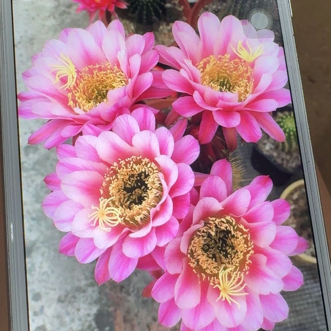 紫罗兰之眼侧芽5公分毛花柱仙人球