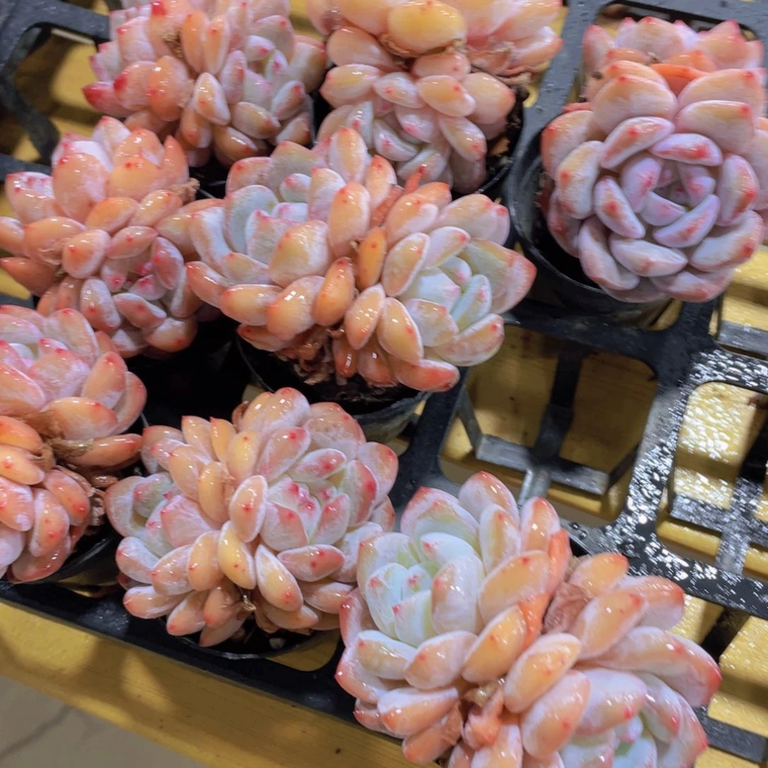 1366号 包包飘枝韩橙双头一个