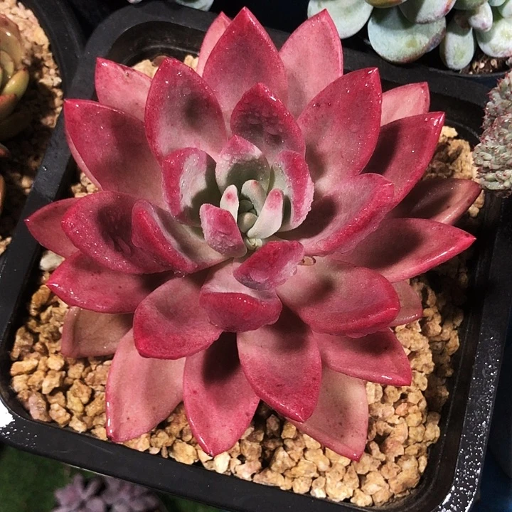 赫菲斯托大单头多肉植物