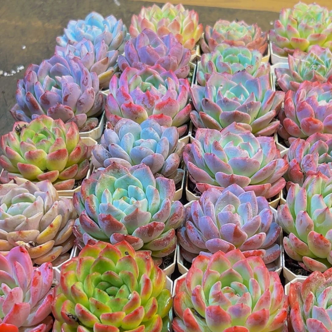 400多肉葡萄的价格是多少呢啊喂喂喂