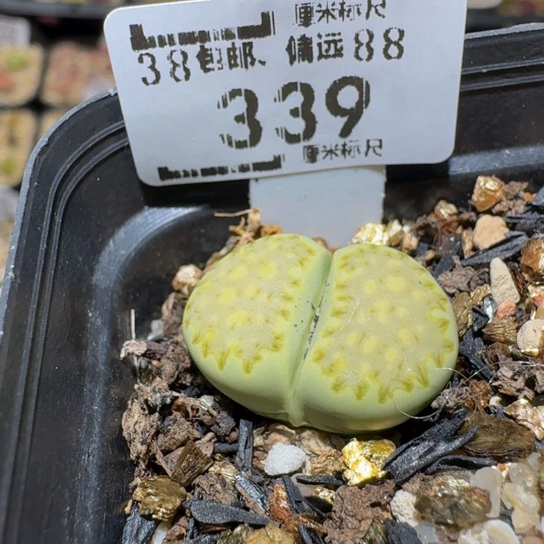 有***风Ssss生石花肉锥339