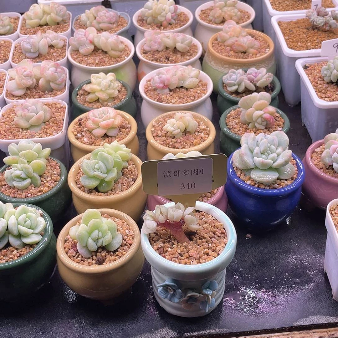 王****八滨哥多肉M340白恋朵朵