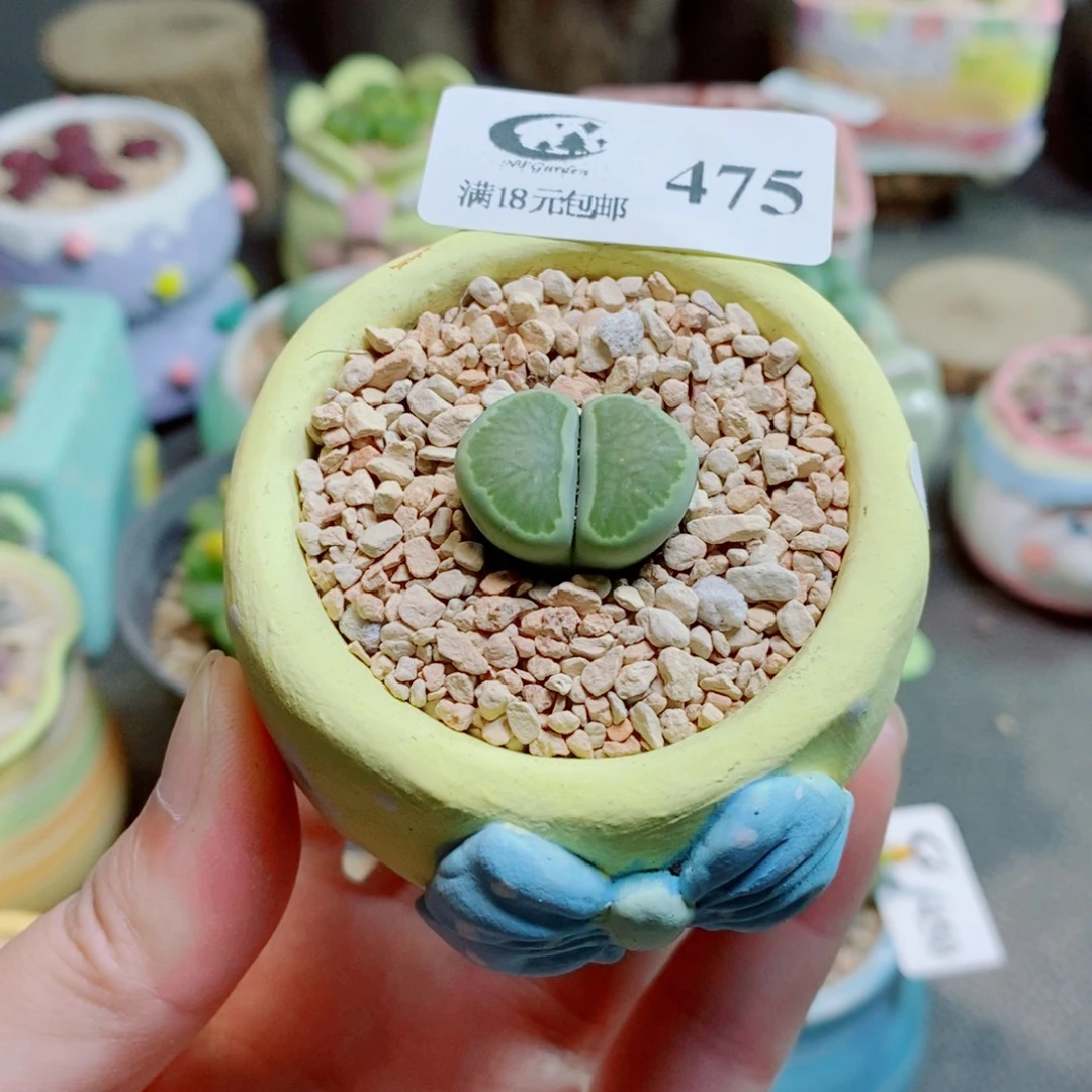 生石花花花花花花475