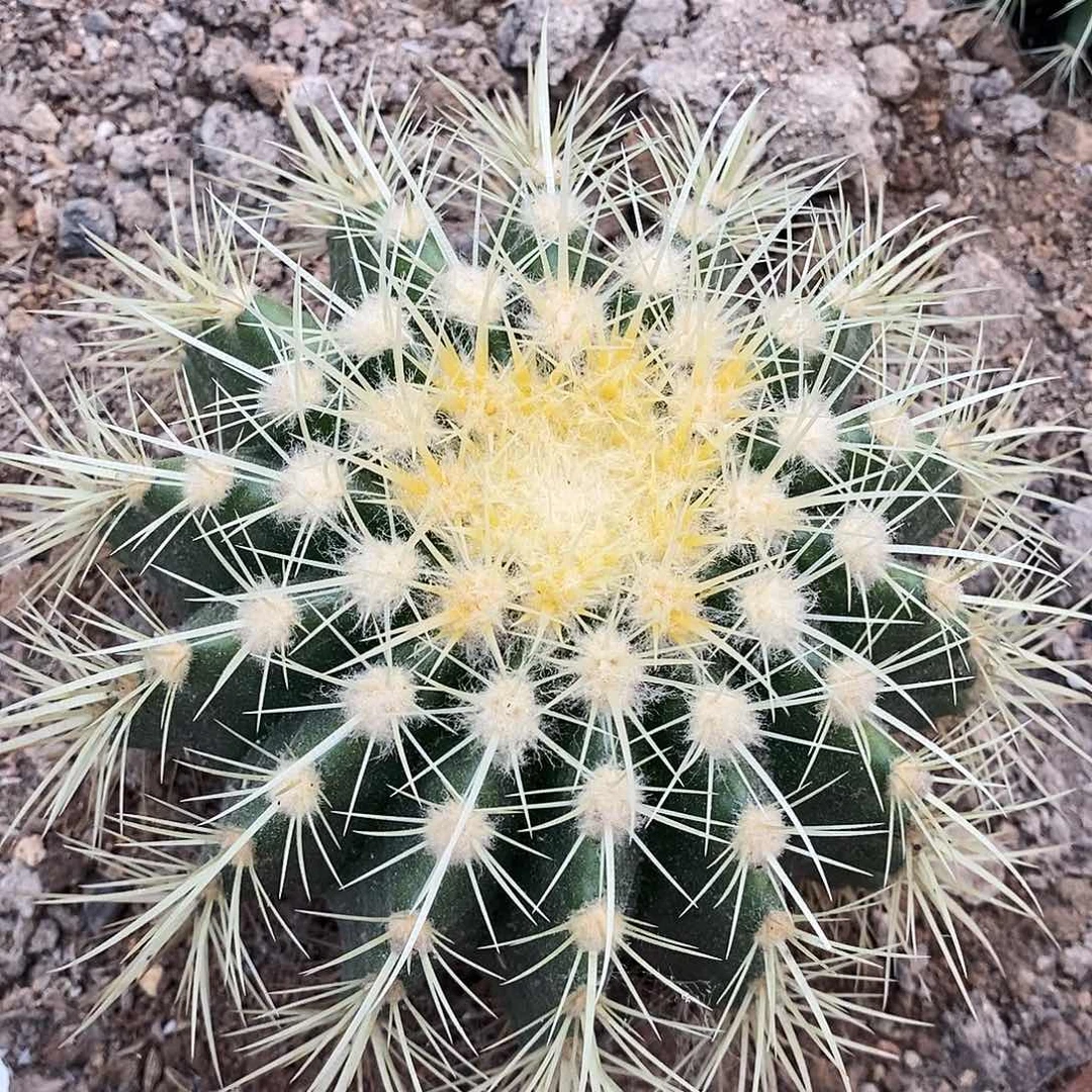 金虎冠幅20公分左右。