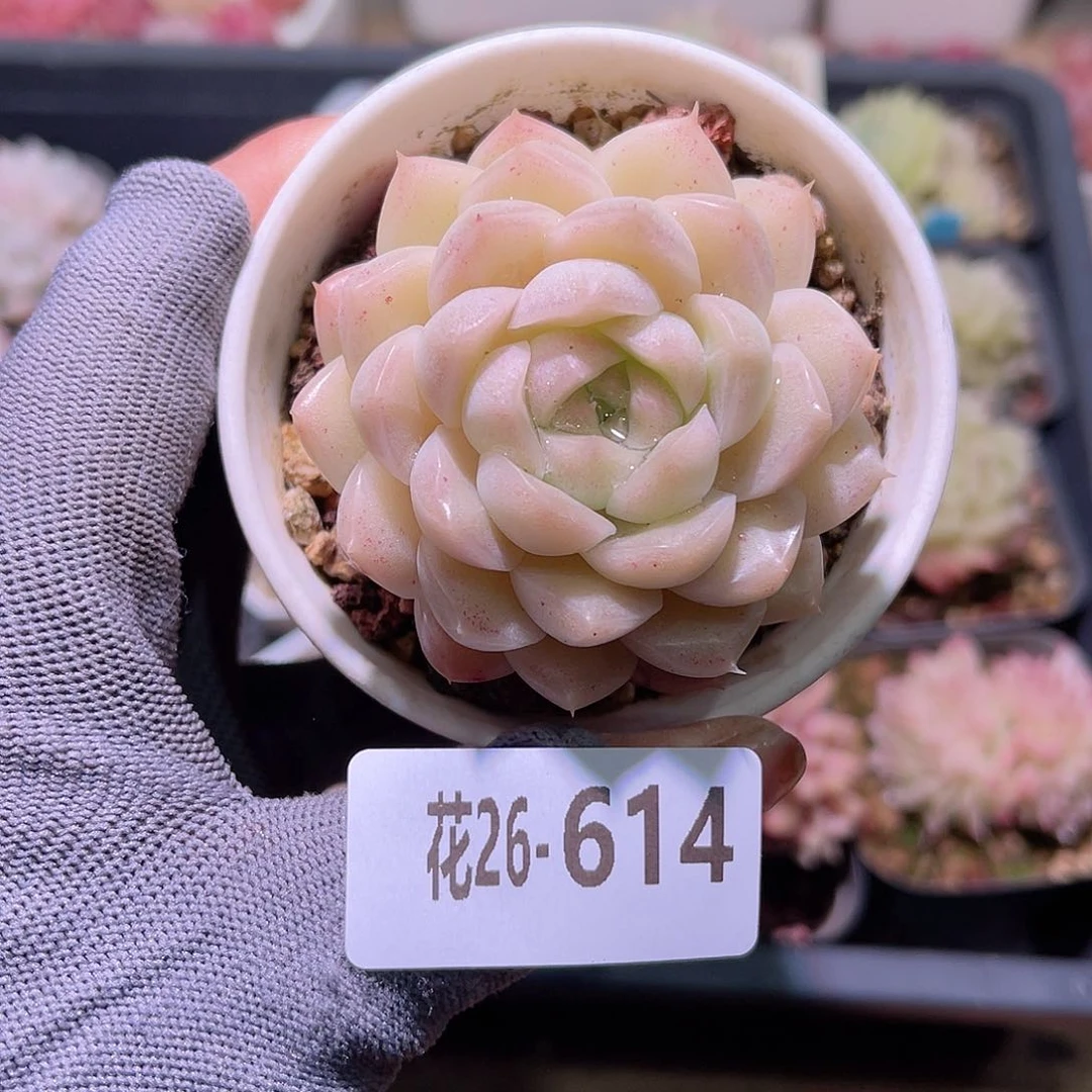 花26-614麦秆单头