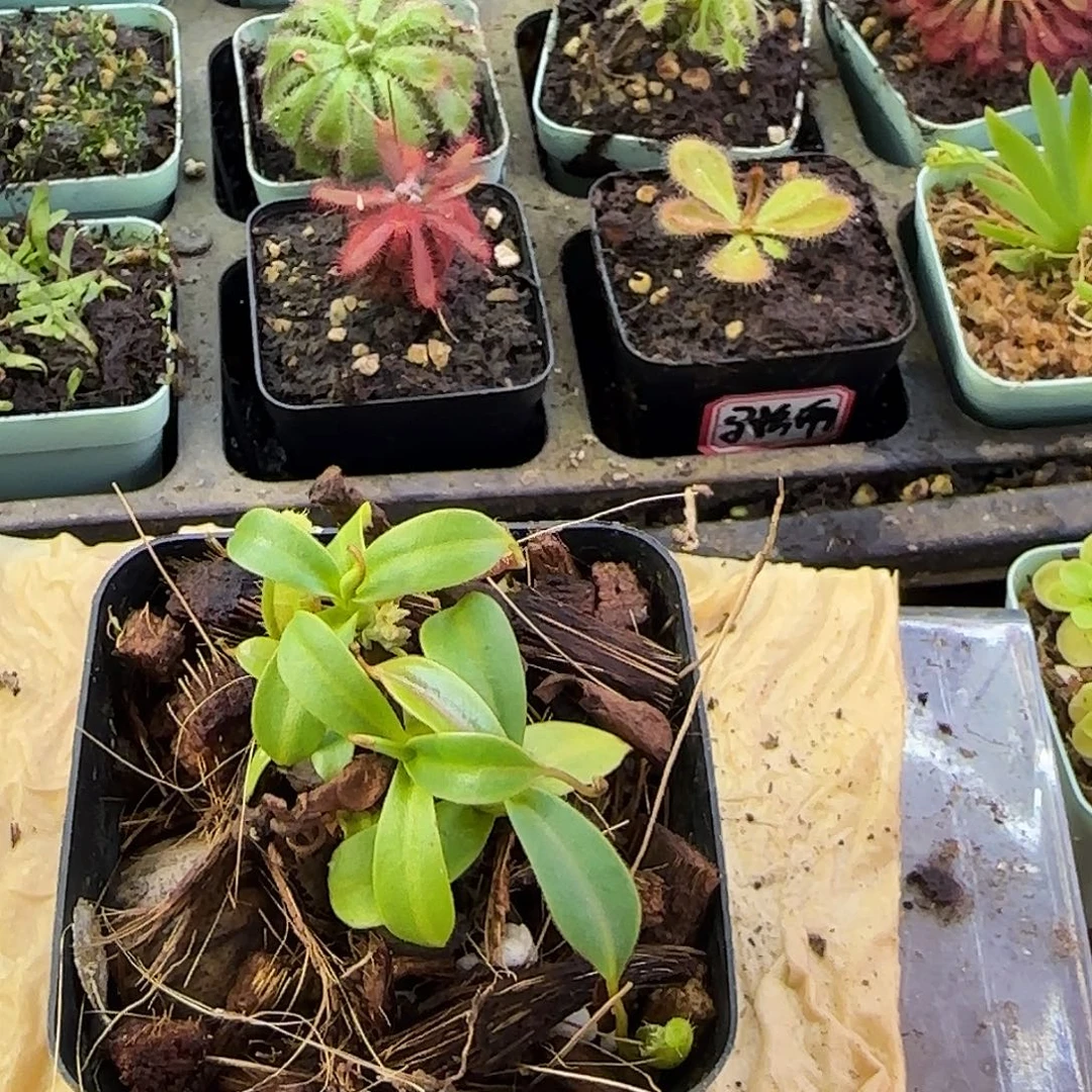 完全开放Ssle猪笼草