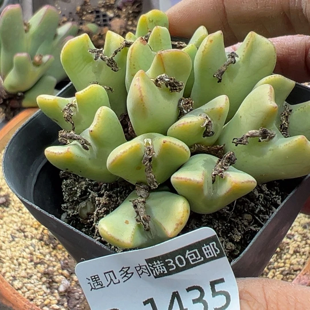 多肉植物111111111111111