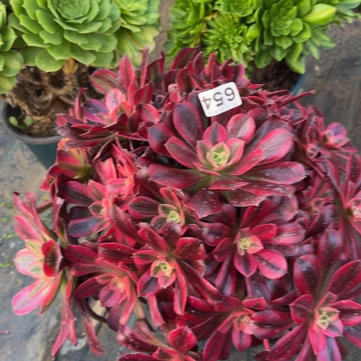 美杜莎654多肉法师一物一拍