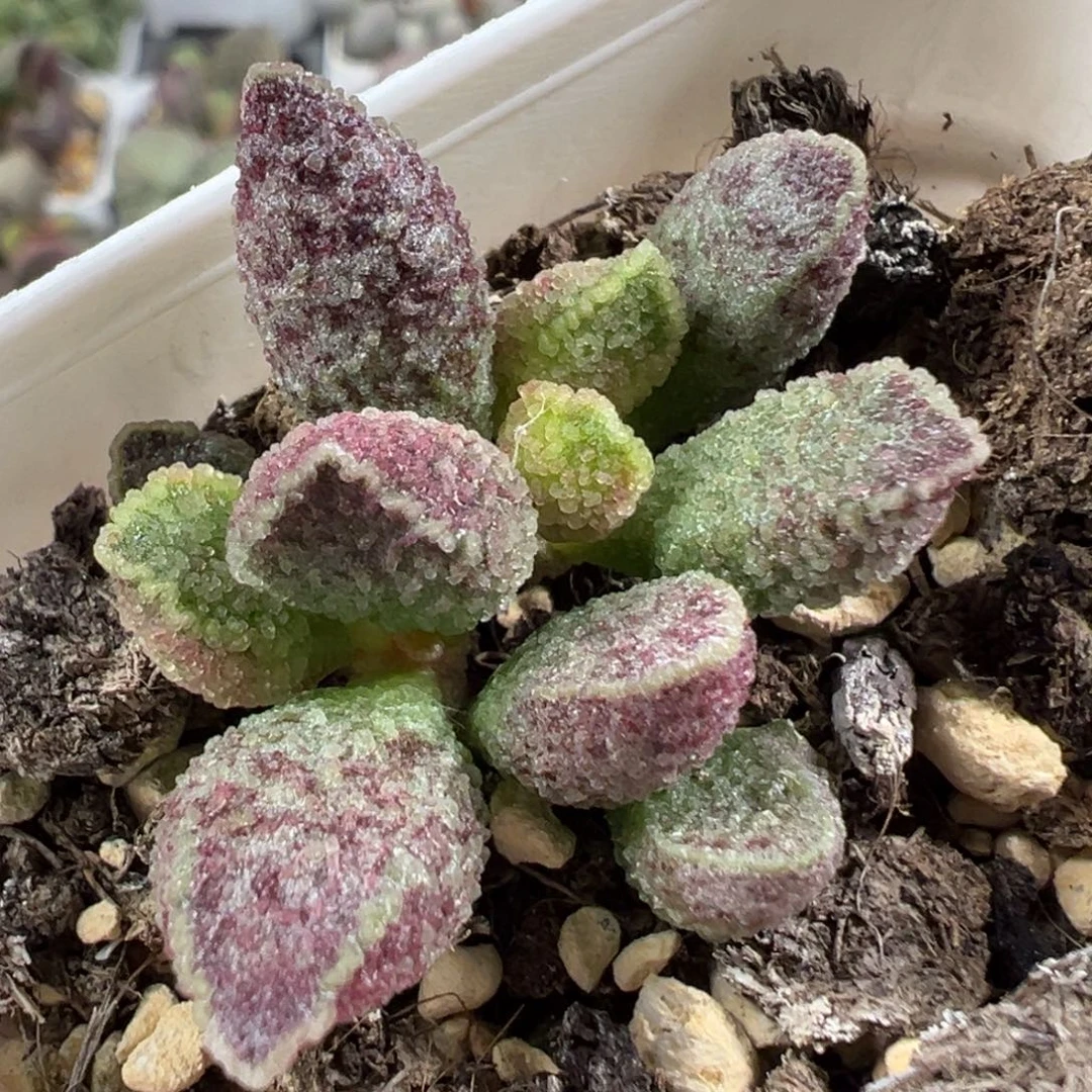 w紫水晶多肉植物水泡