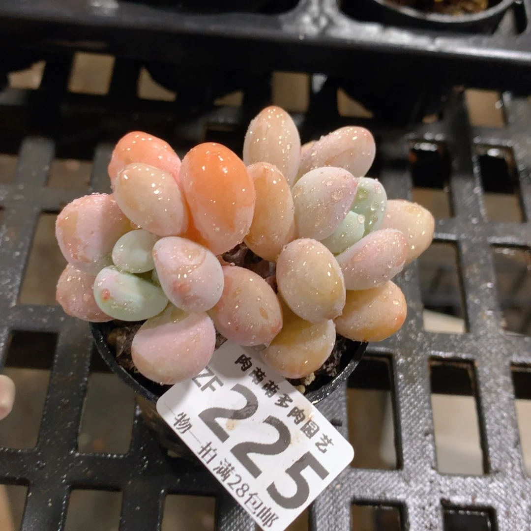 肉萌萌拇指盆精控多肉ZF225