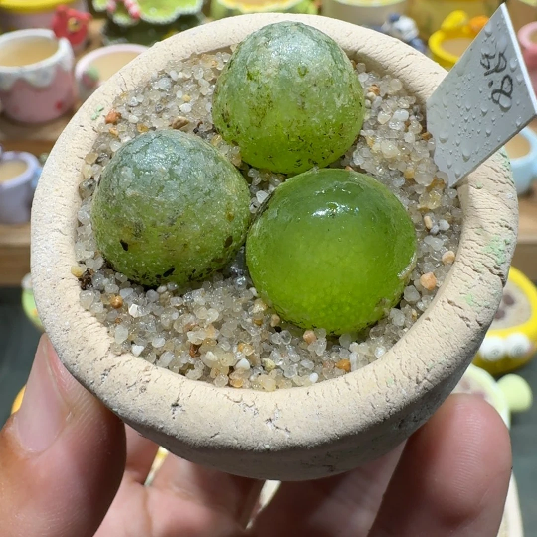 蘑菇1219绿灯泡多肉植物
