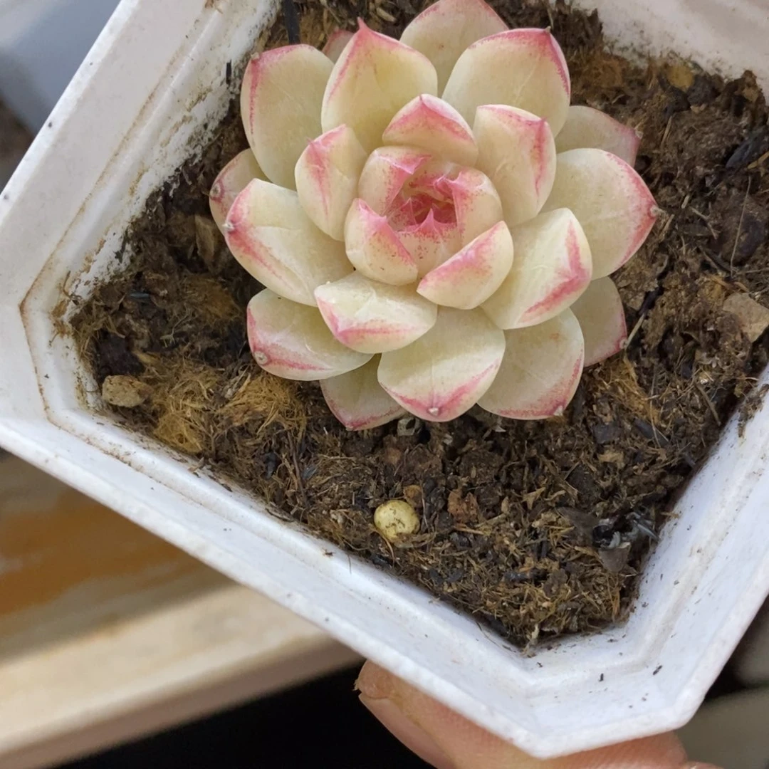精品多肉一物一一拍不包整17