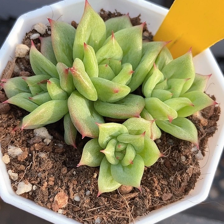 多肉植物蔷薇锦728