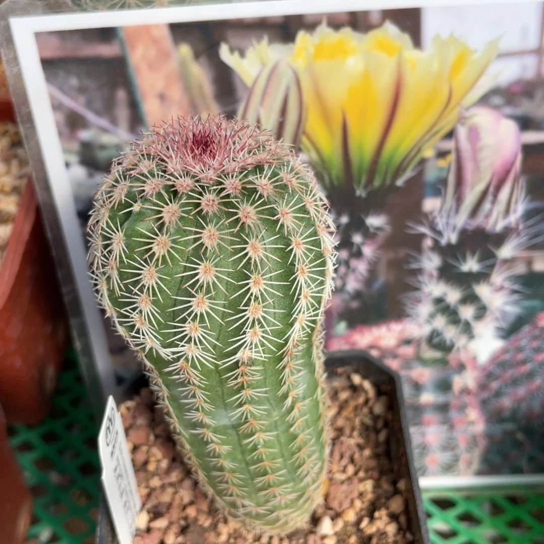 鹿角柱实生仙人球黄花三光