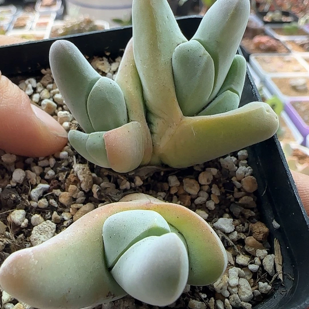 28包邮脱土发货27221