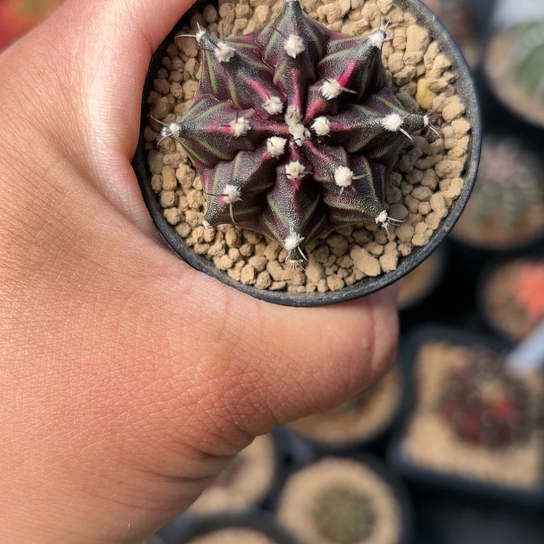 泰系实生米哈仙人球下播