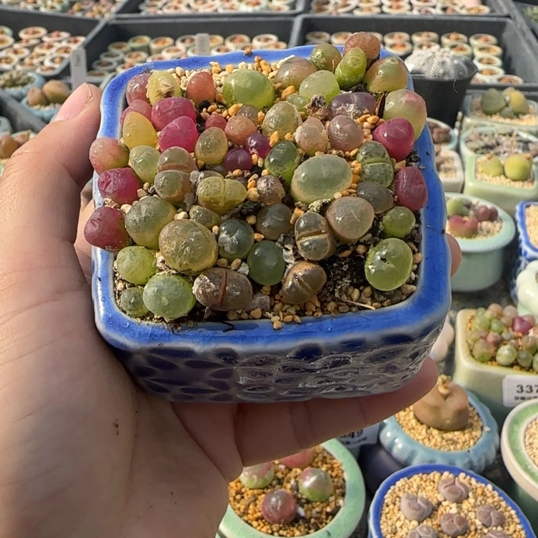 3379 -一物一拍 带盆