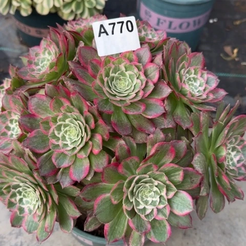 770莲花25厘米左右