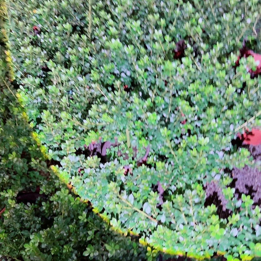 无花朵盆景皋月杜鹃八虫之月