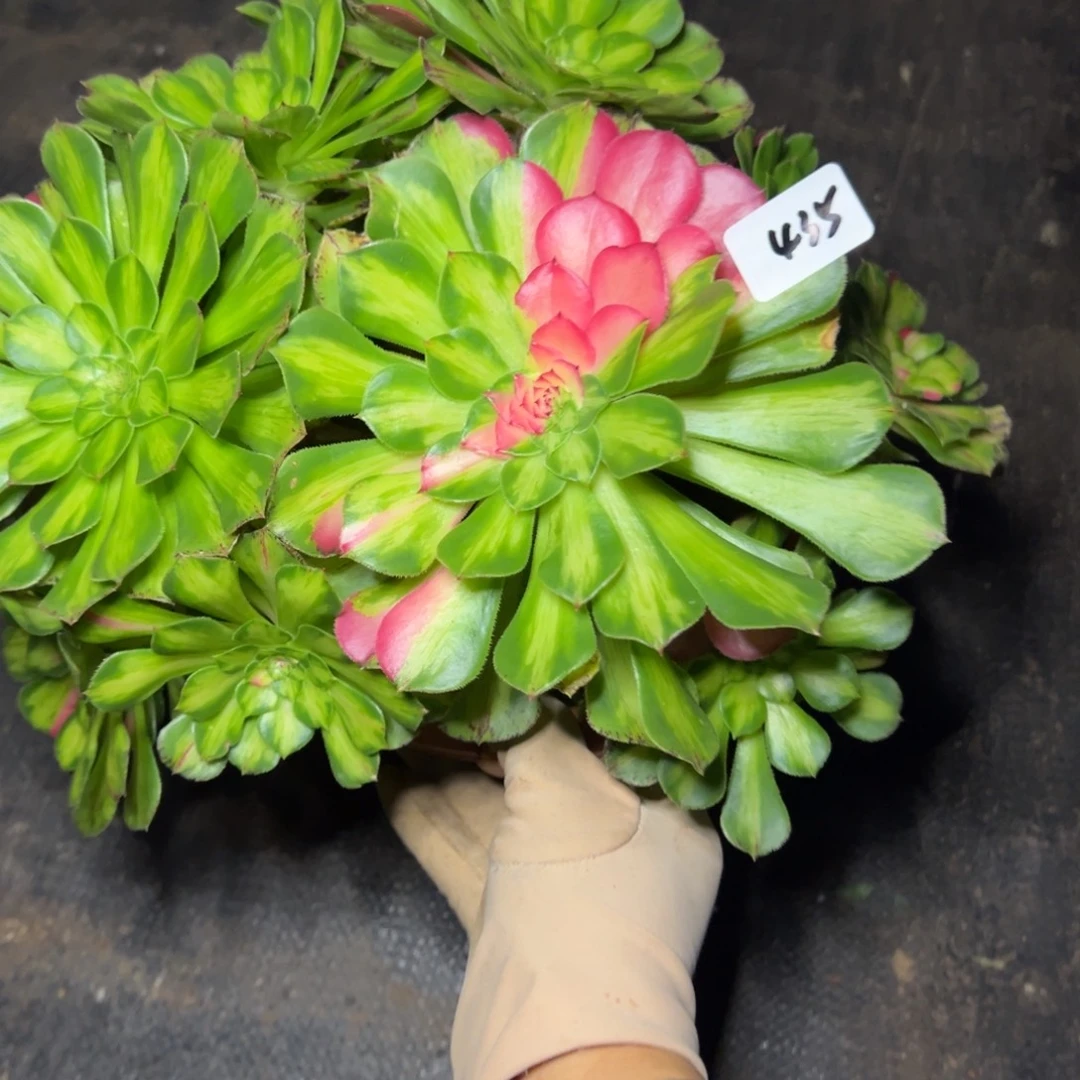 435知否多肉嘻嘻嘻