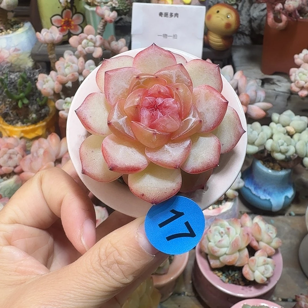 17 多肉含盆土 30元包邮非偏远