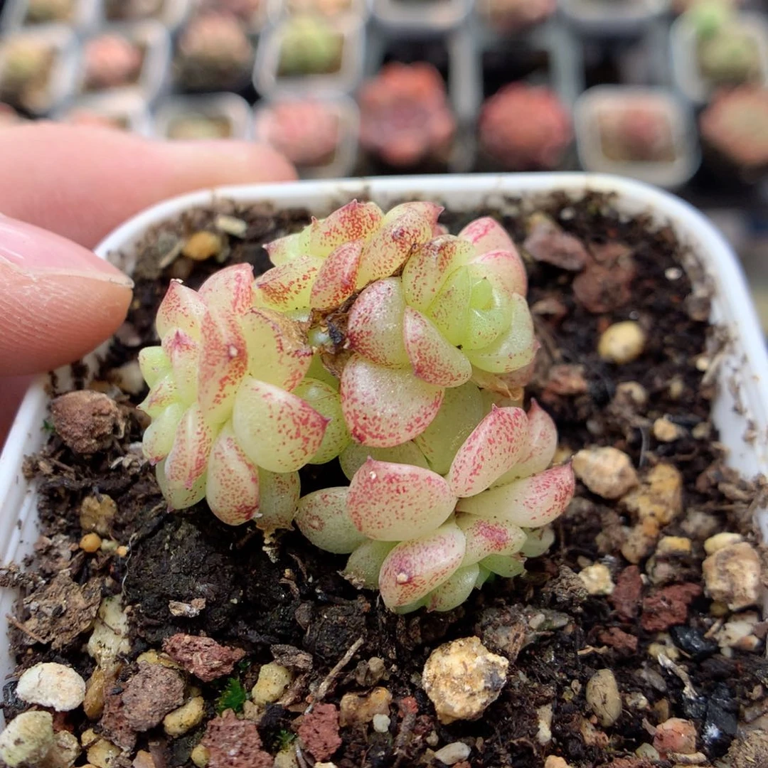 Q164 柿子多肉20包邮两天凑单