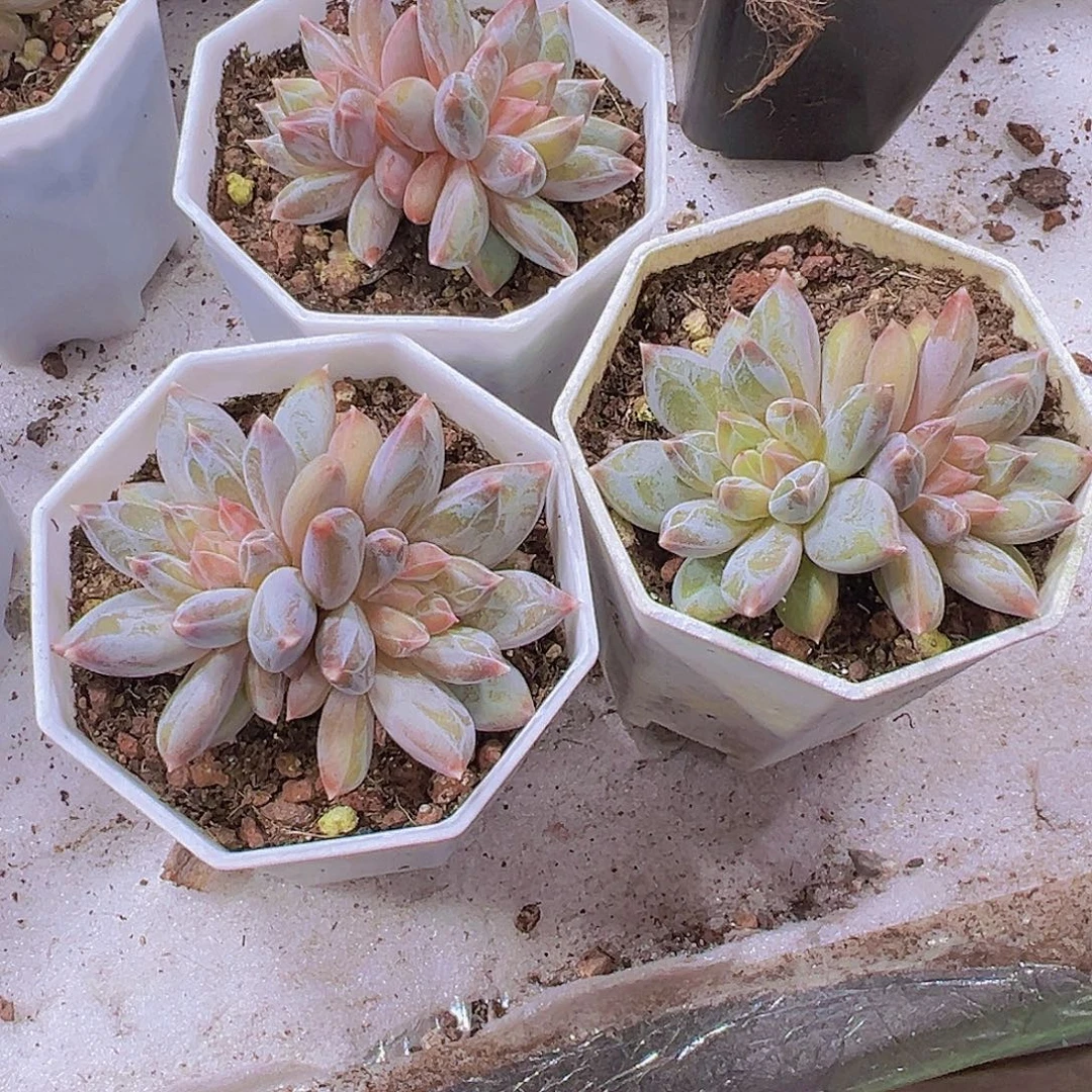 双头幻影美人19包邮