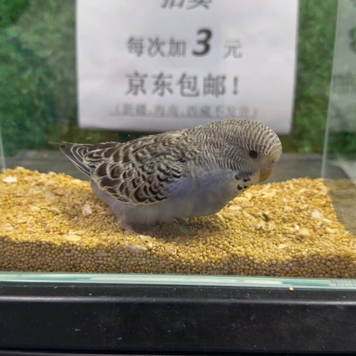 虎皮鹦鹉大头虎皮鹦鹉
