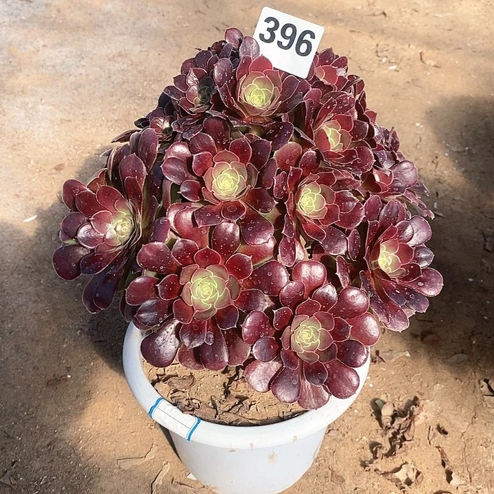 落***美法师植物12345678