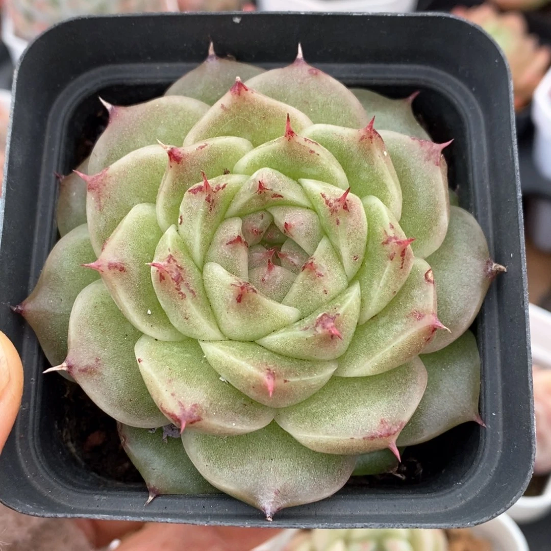 精品多肉一物一拍228