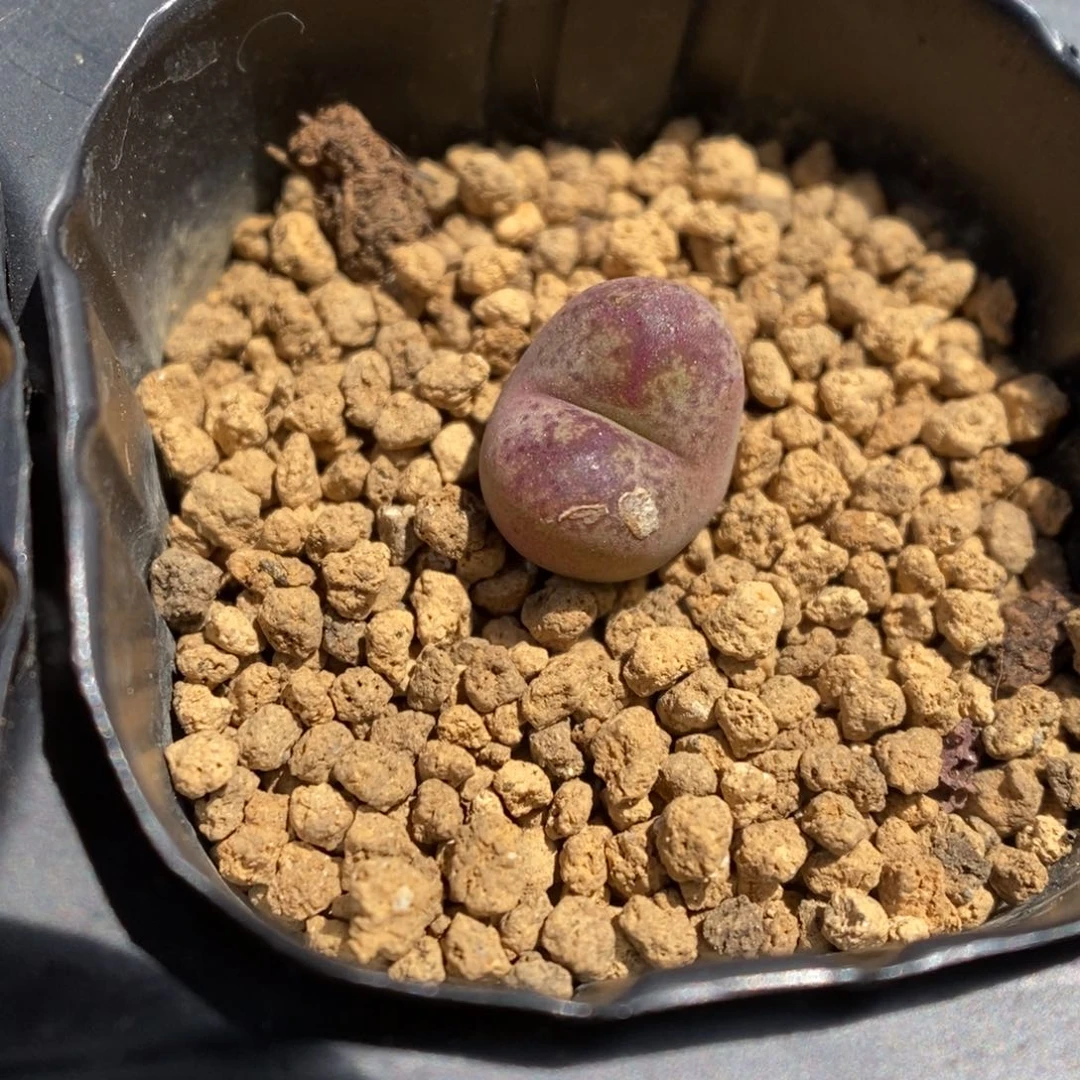 多肉植物肉锥杂交K-3317 KFG墨杂