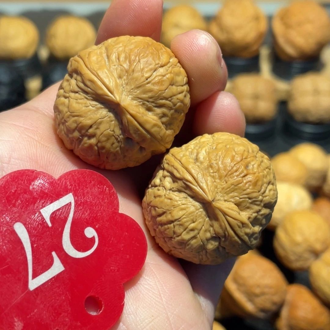 正宗老师蛇皮球微彩30