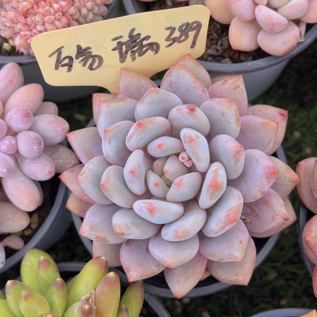 香玉的故事是一个人的