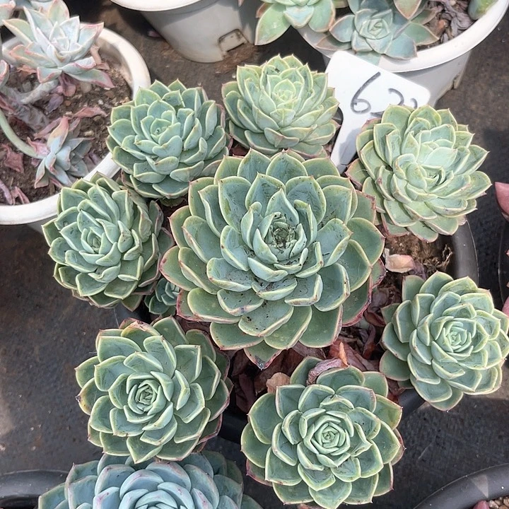 晨语多肉，一物一拍622