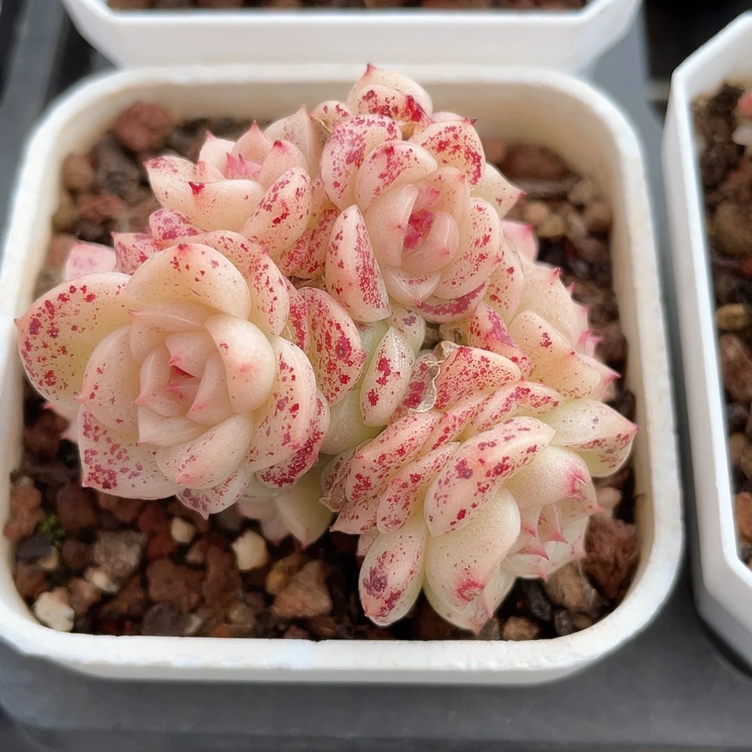 优选麦秆福利244