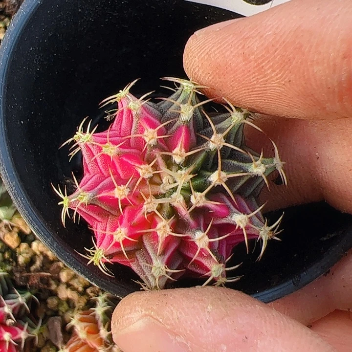 用***7当前无花栽培后可以开花855
