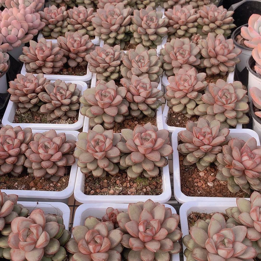 双头葡萄2456778899900