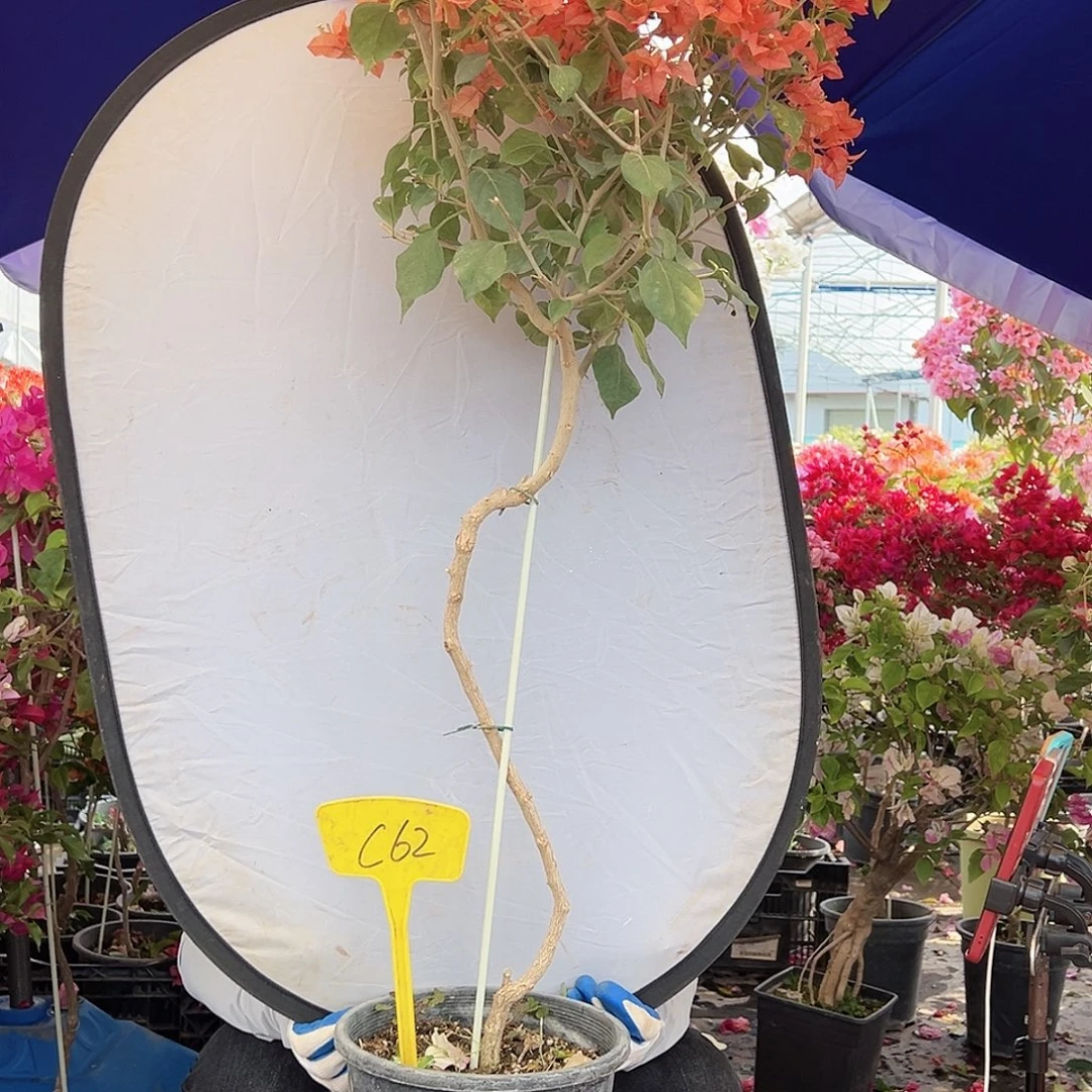 水***朵大部分花苞少量开放C62布里扎