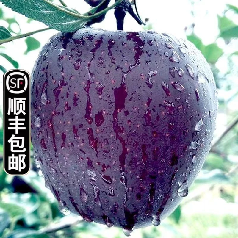 【顺丰包邮】云南昭通黑卡苹果黑钻黑色纯甜苹果新鲜当季现摘现发