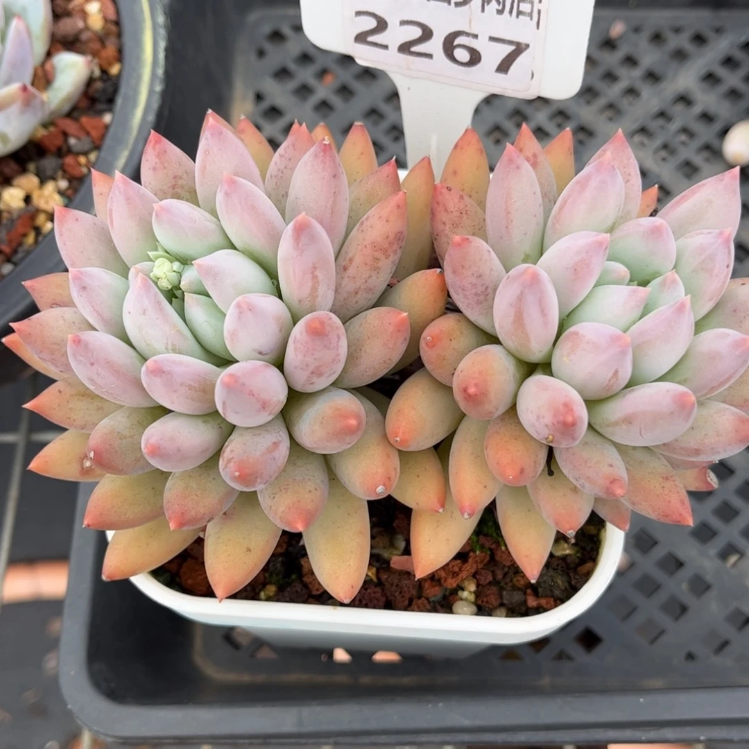多肉植物2267 一定要拍个冷链哦