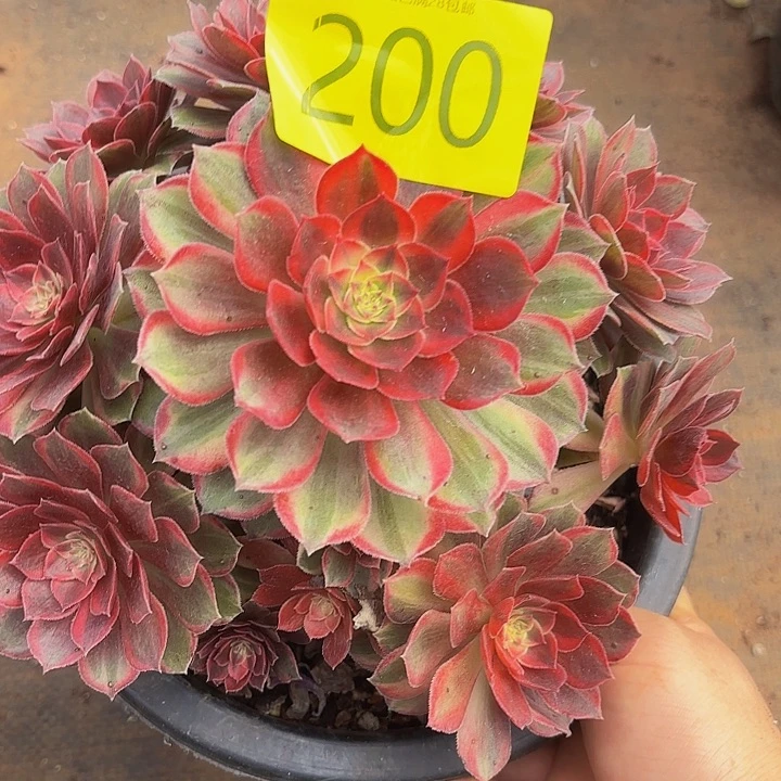 多肉植物唐三彩的200种