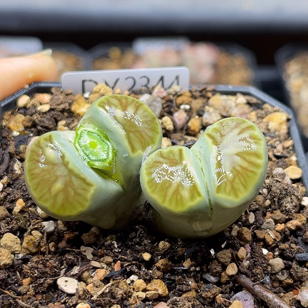 一物一拍菊母本2344