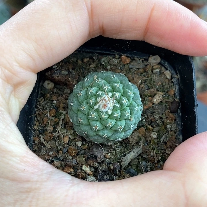 【闪购商品】450菊水