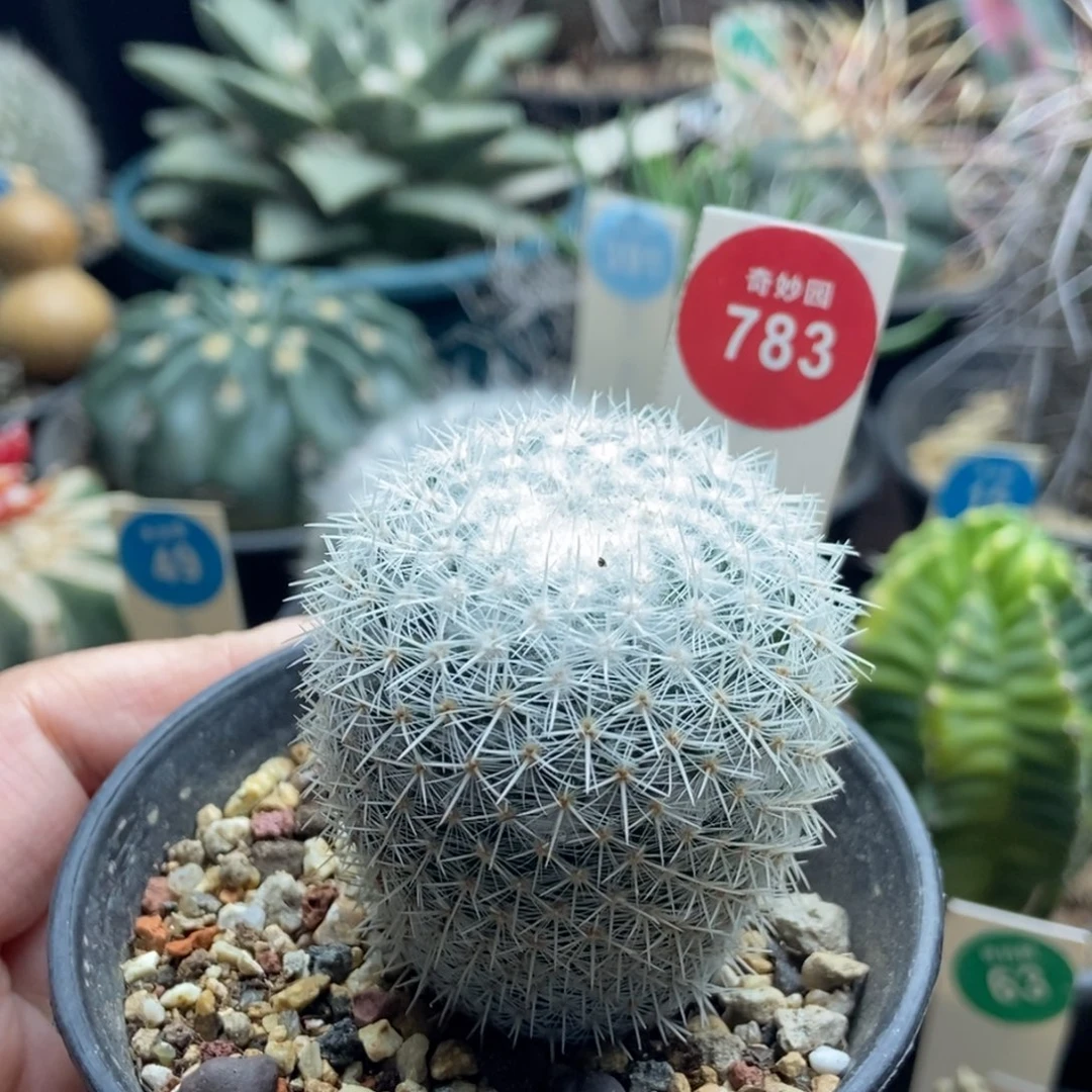 实生敷岛一棵4.2cm