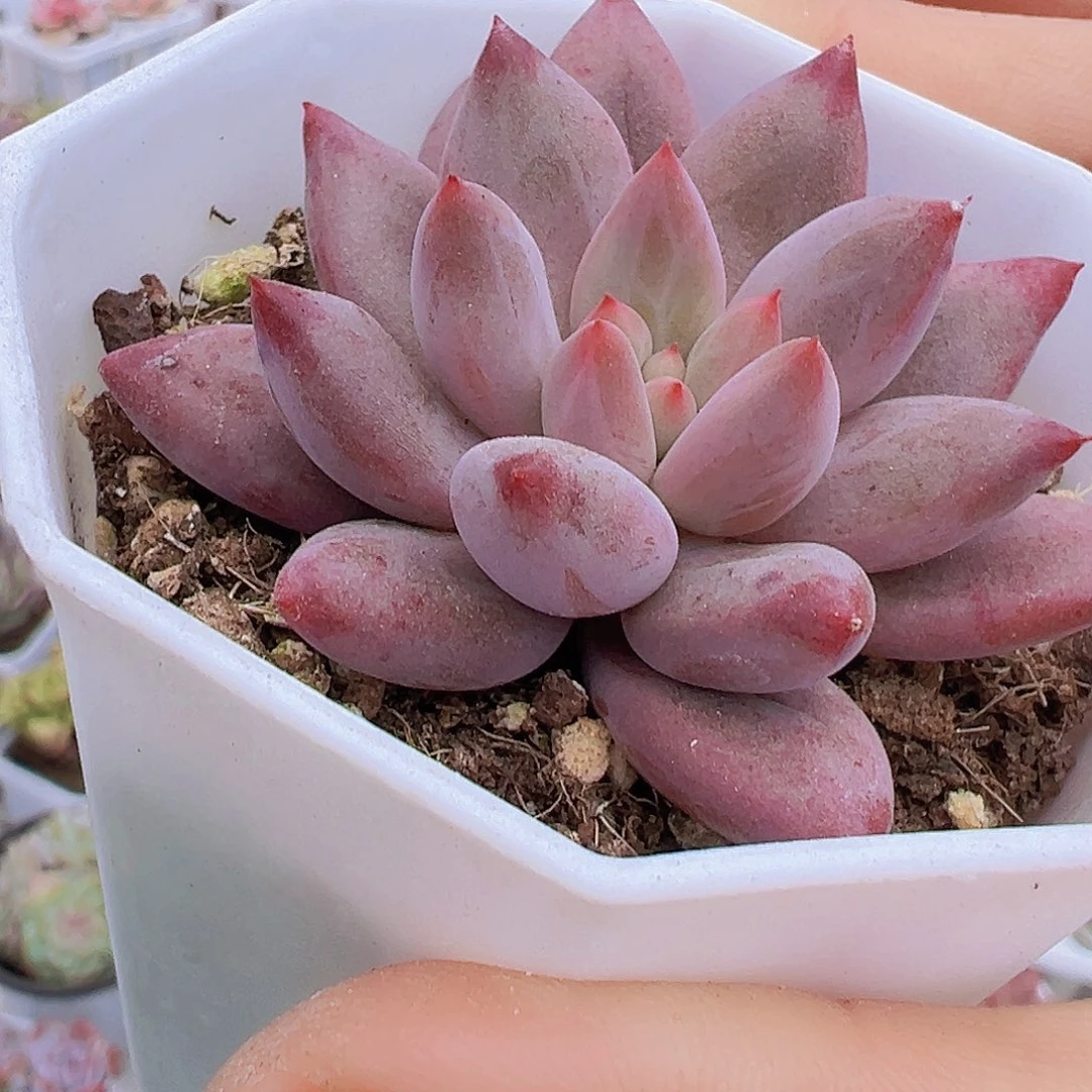 金鱼姬19包油多肉植物