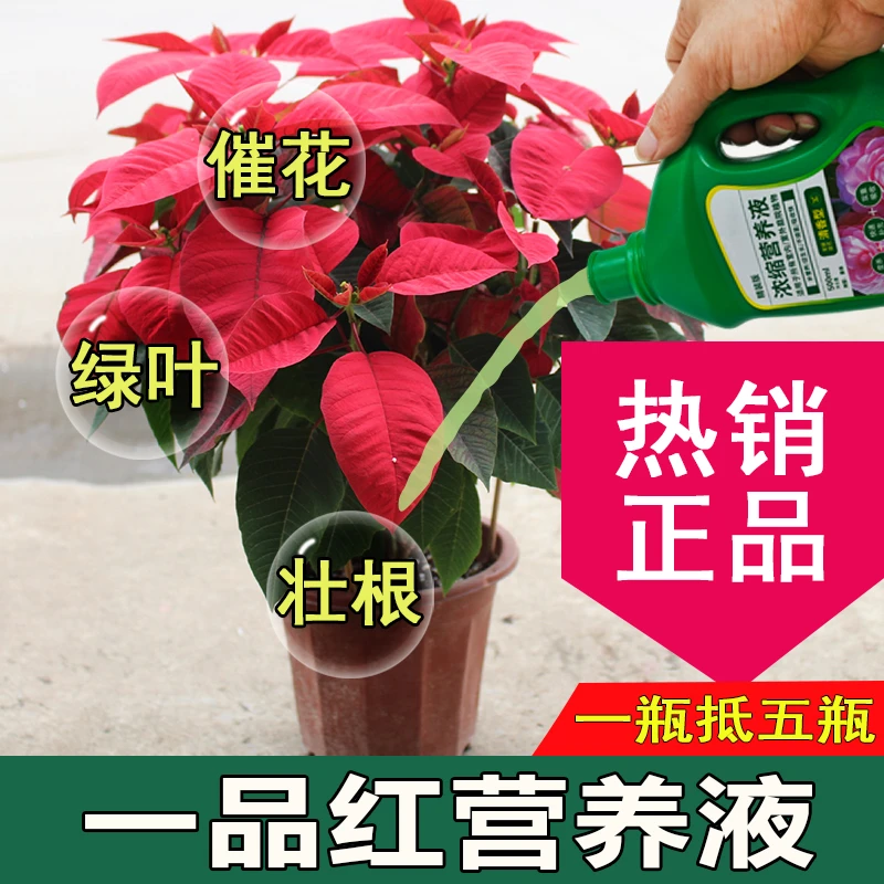 一品红营养液通用型一品红专用营养液花肥绿植水培植物肥料治黄叶
