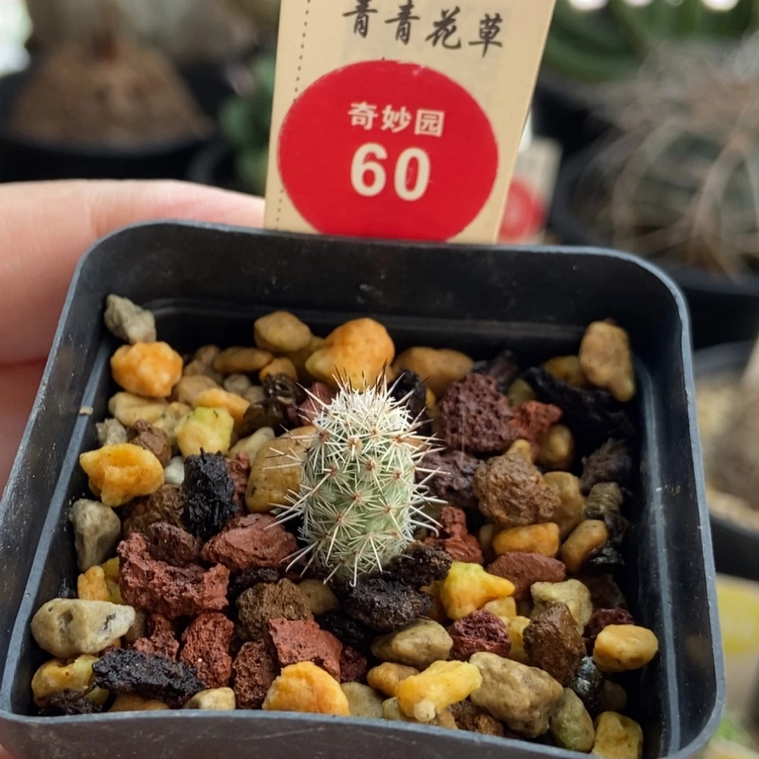 实生马贼0.9cm一棵仙人球