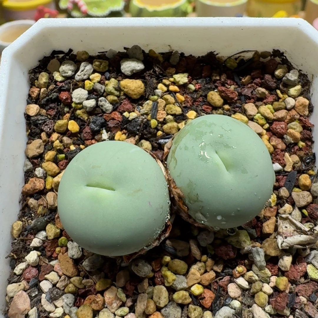 蘑菇1277大型红嘴多肉植物