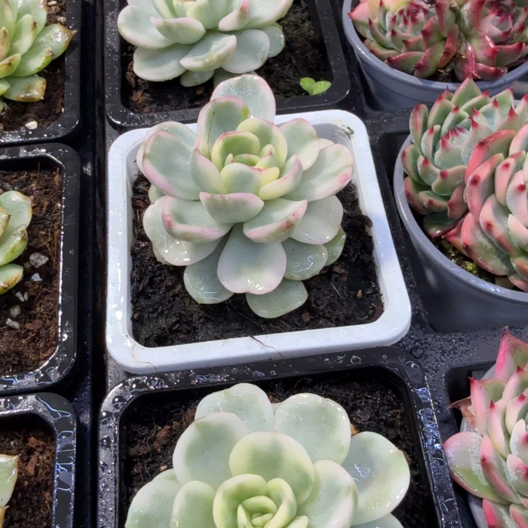 友谊锦，多肉锦多肉