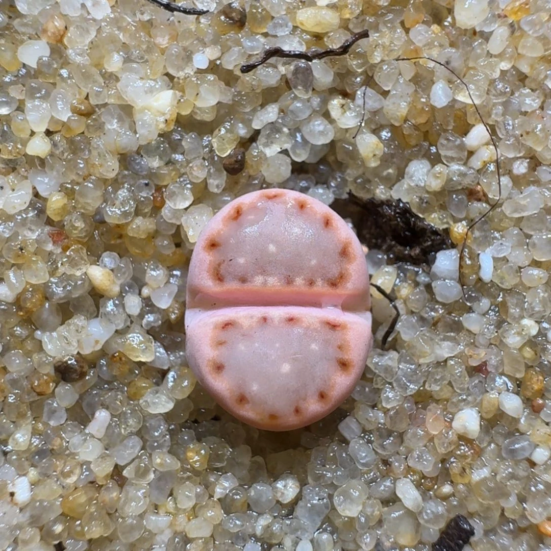 0225-33饼干编号k